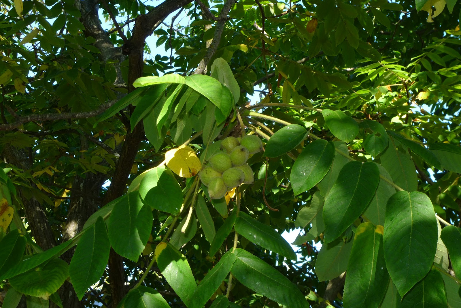 Орех айлантолистный Juglans ailanthifolia